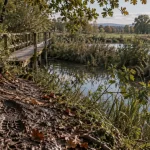 Balade en foret pres de strasbourg : empreinte de boue sur sentier humide près du Rhin